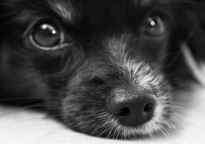 Vascsővel öltek meg egy kiskutyát egy kutyabarátnak mondott szálláson