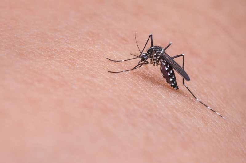 Floridában genetikailag módosított szúnyogok tömegét engedik a természetbe