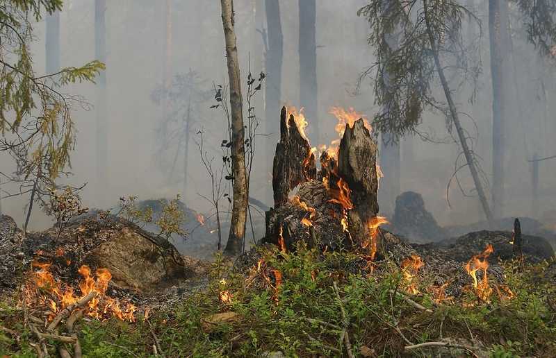 Több tűzoltó meghalt egy pusztító kínai erdőtűz oltása során