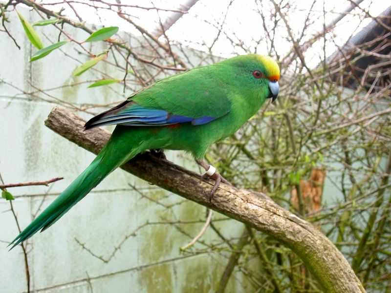 Remek költési időszak mentheti meg a ritka új-zélandi papagájokat