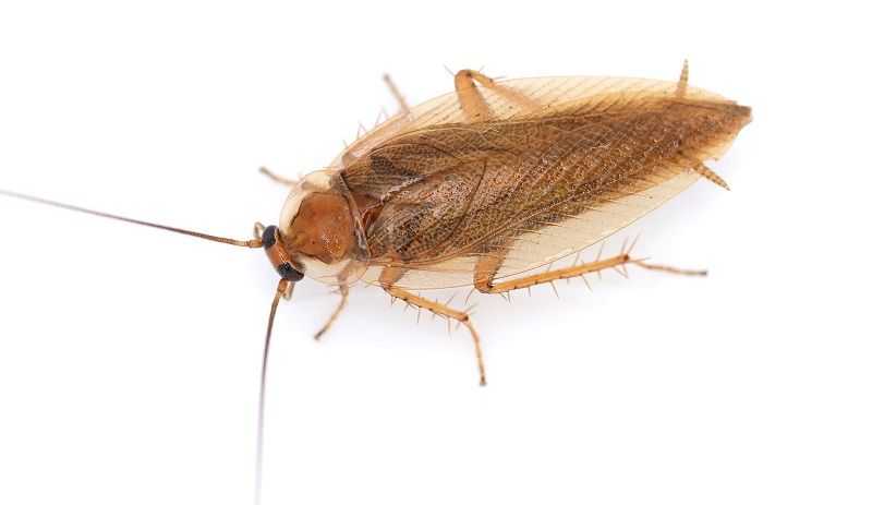 Új invazív rovarfaj ütötte fel a fejét a főváros környékén