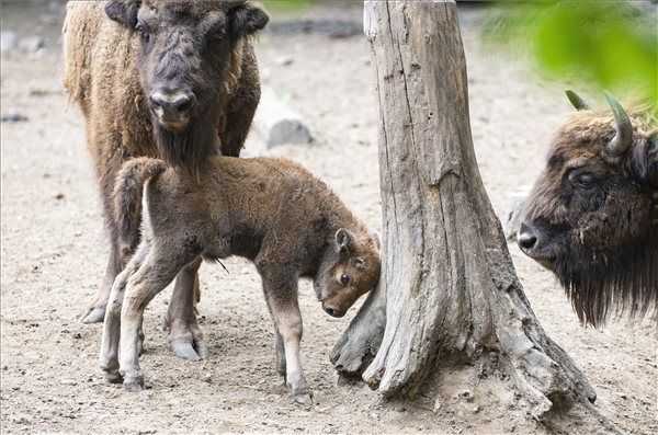 Bájos kis állatbébik születtek a Nyíregyházi Állatparkban