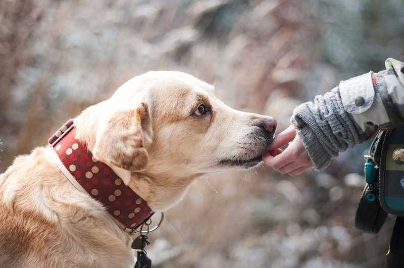 A kutyák segítségével megelőzhető lehet a stresszes diákok lemorzsolódása