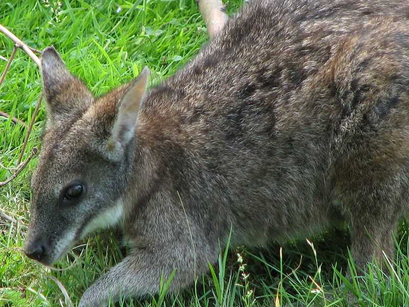 Kihaltnak hitt kengurufaj egyedei érkeztek a budapesti állatkertbe