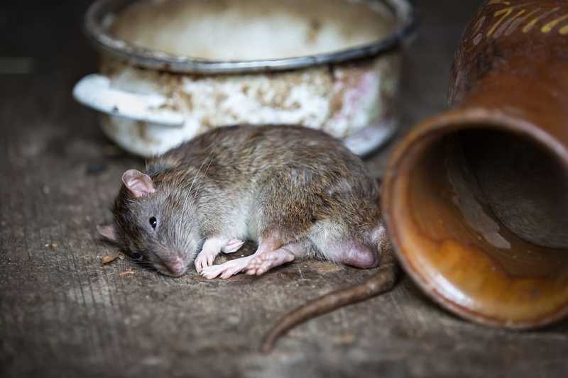 Több mint 1700 alkalommal tettek bejelentést patkányok miatt a fővárosban