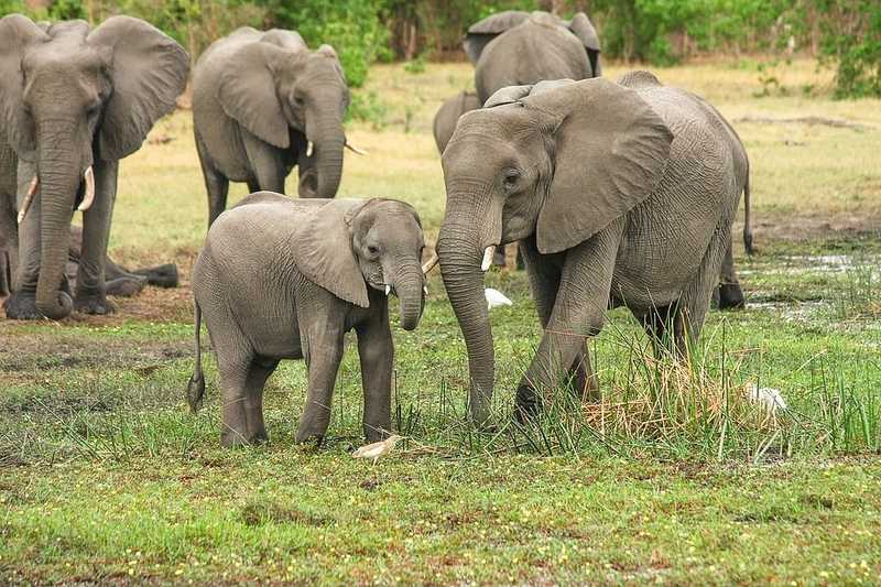 Elefántokat adott el más országoknak az aszállyal sújtott Zimbabwe