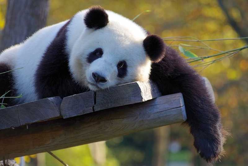 Ritkán látott, albínó pandát kaptak lencsevégre